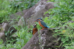 今日のカワ子ちゃん２