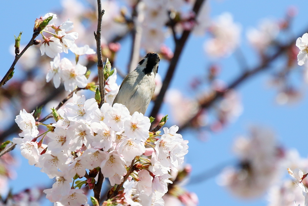 花歌