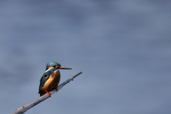 カワセミとおちゃん