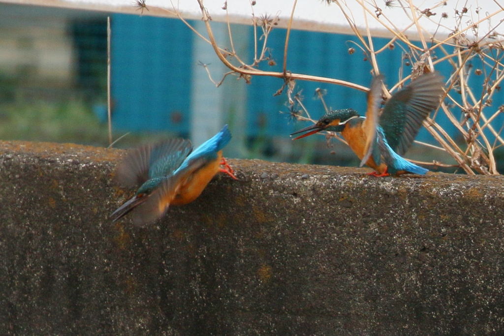 カワセミペアー２