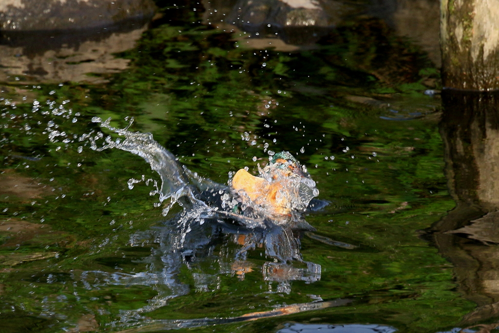水浴び３