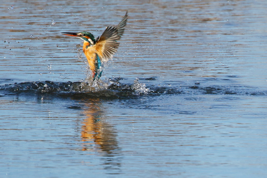 お魚はずれ