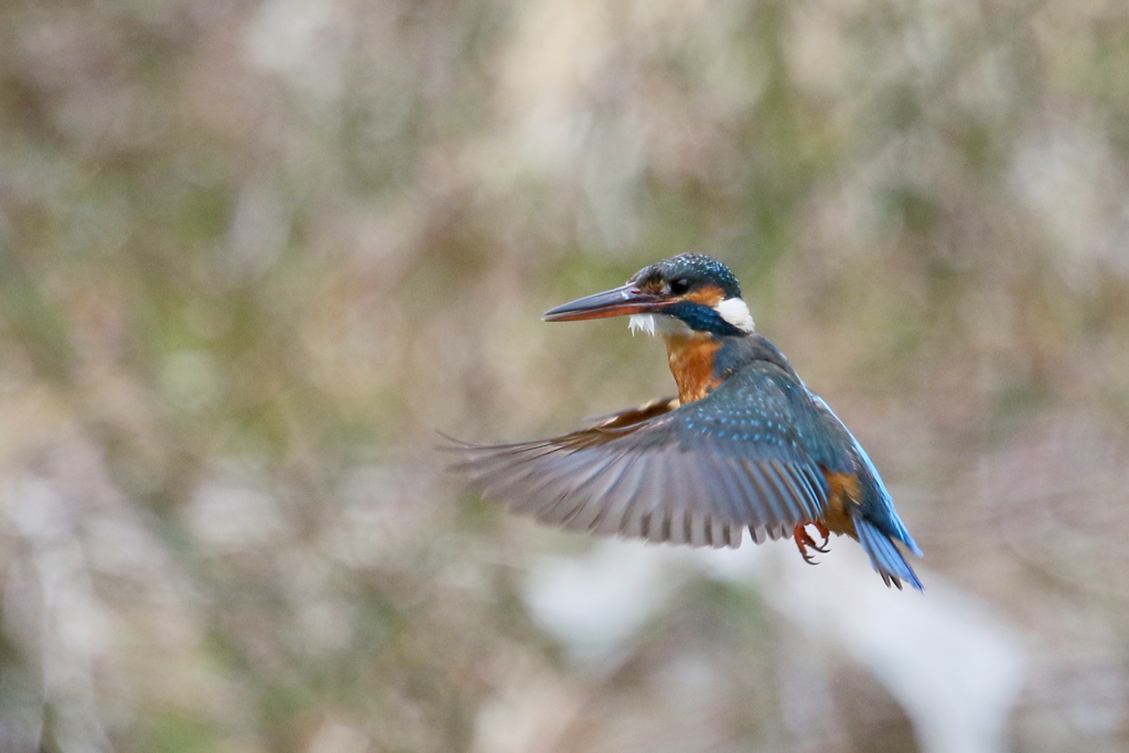 カワ子ちゃんホバ