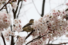 はいポーズ