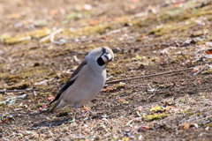 シメさん