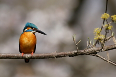 今日のカワセミ君２