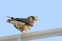 チョウゲンママ１１