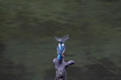 青い止まり木２