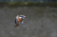 チビカワホバ２