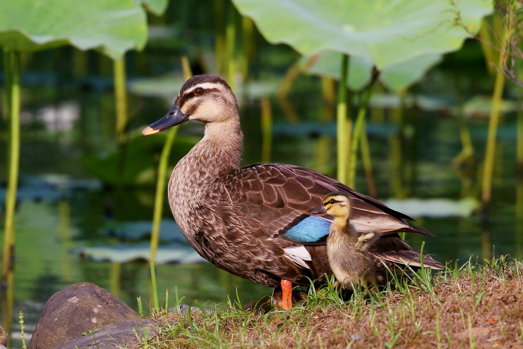 ちびカル１