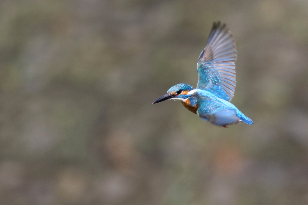 パパセミホバ６