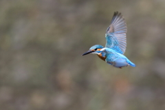 パパセミホバ６