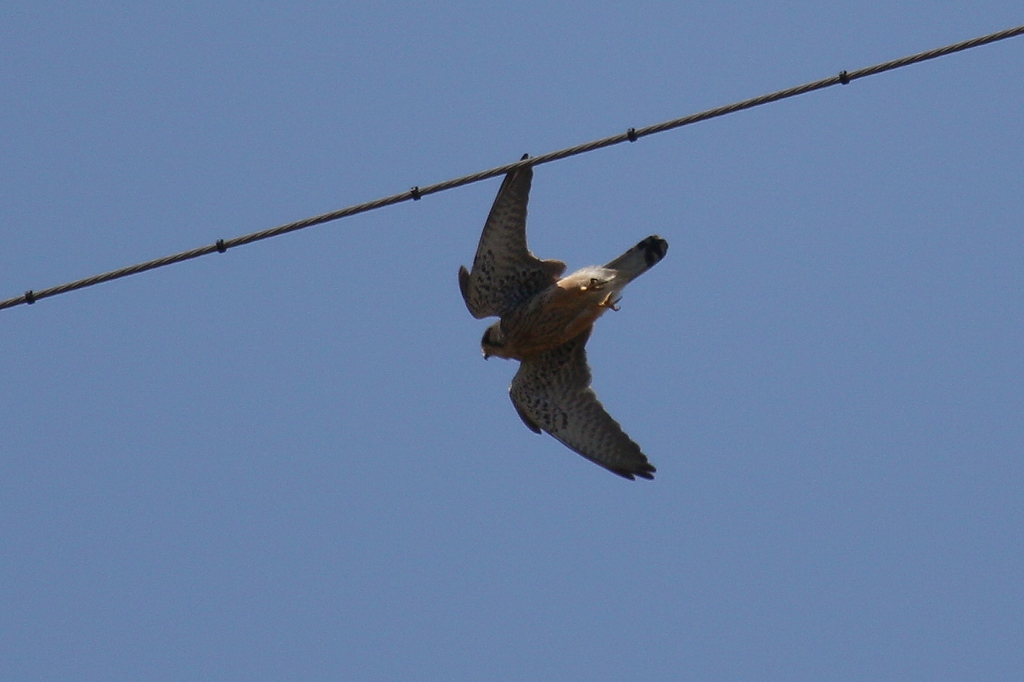 チョウゲンボウ