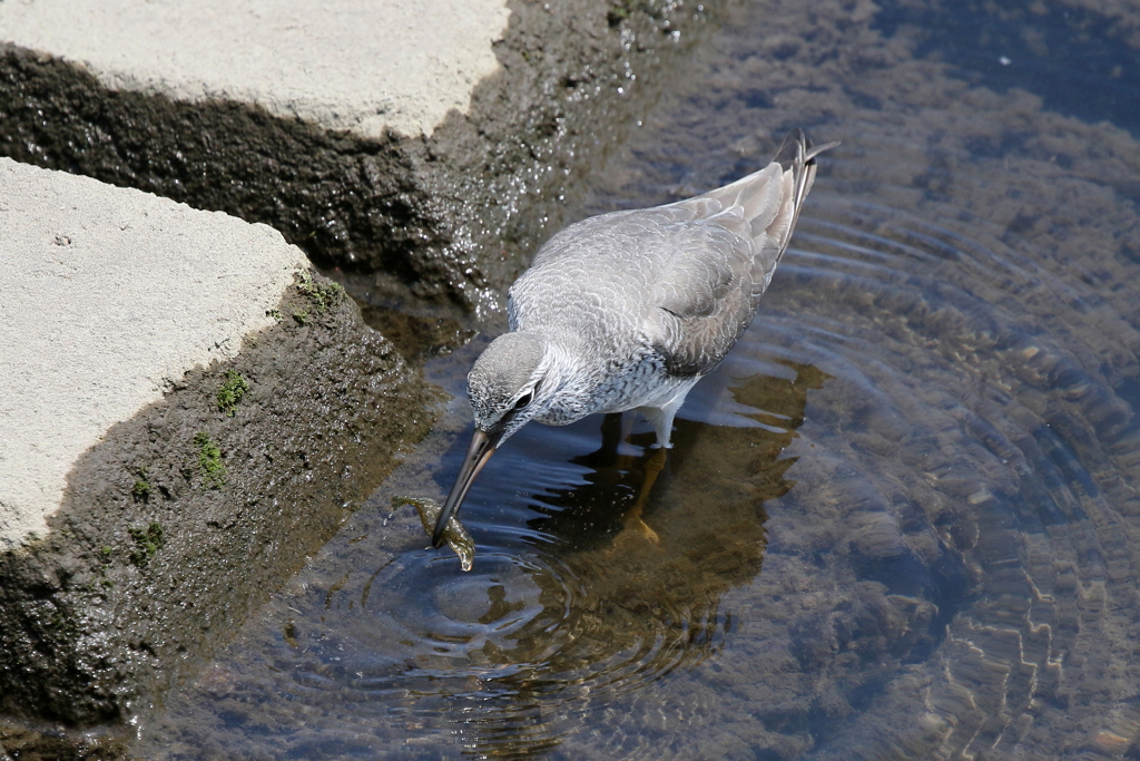 キアシシギさん