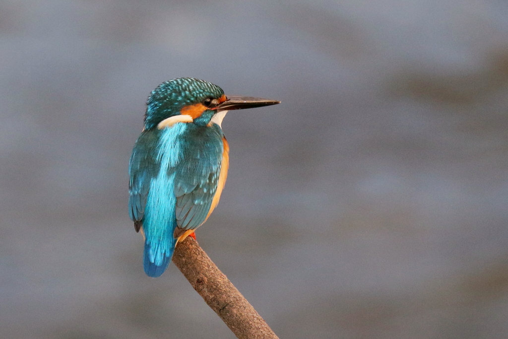 たそがれカワちゃん