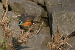 カワセミさん２