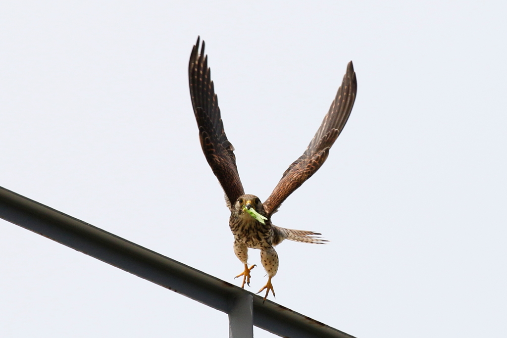 チョウゲンママ８