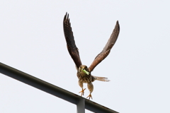 チョウゲンママ８