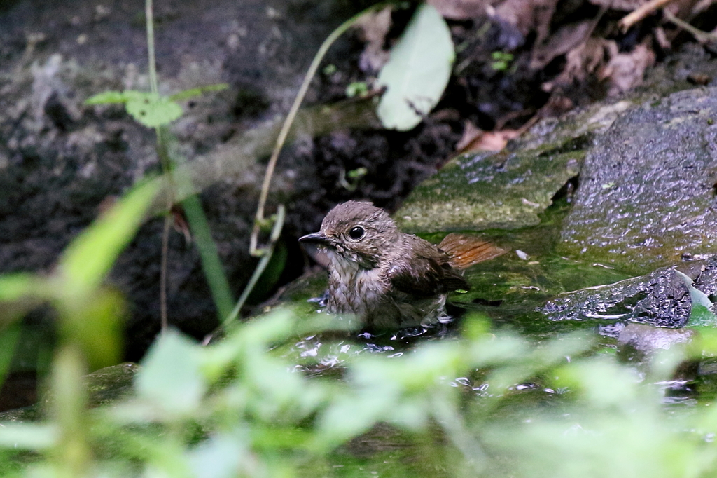 キビタキさん２