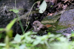 キビタキさん２