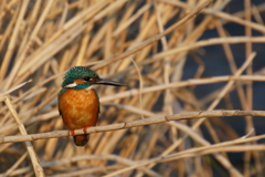 今日のカワ男君２