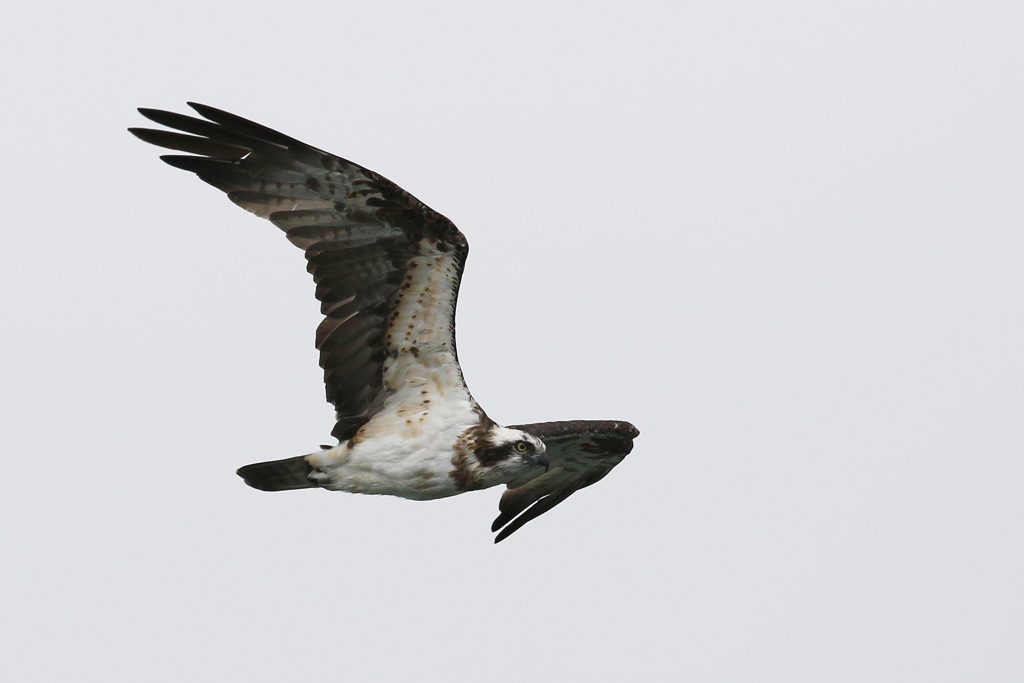 今日のミサゴ父３