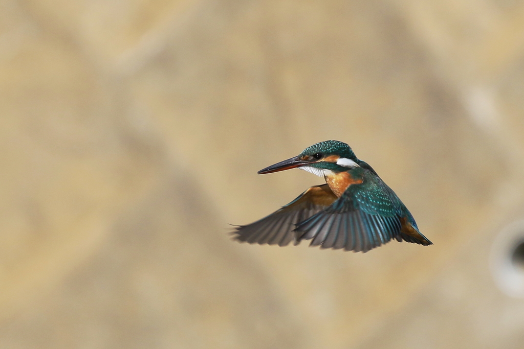 カワ子ちゃんＳ面ホバ