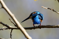 おもちゃですね