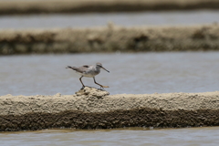 キアシシギさん