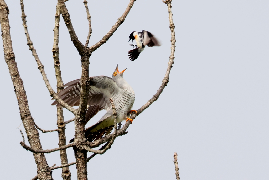 カッコウ対ノビタキ３