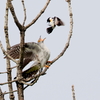 カッコウ対ノビタキ３