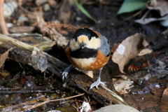 ヤマガラさん