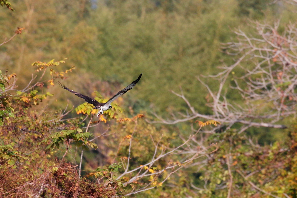 秋色ミサゴさん