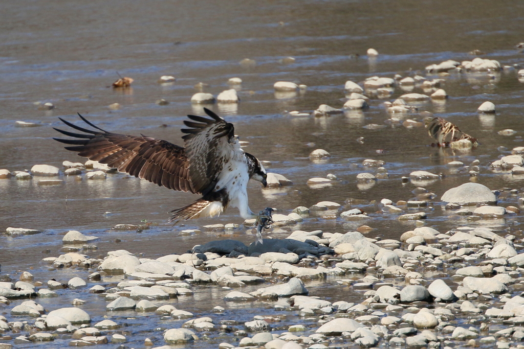 ミサゴとおちゃん５