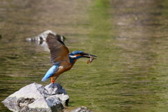 カジカとったど～