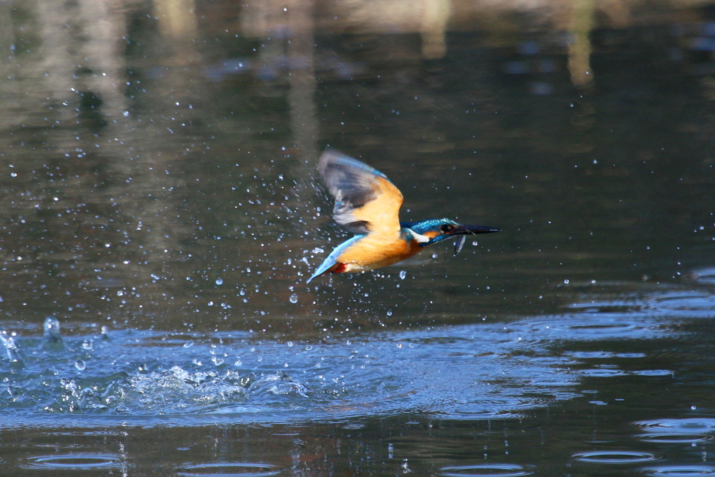 おさかなくわえた
