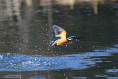 おさかなくわえた