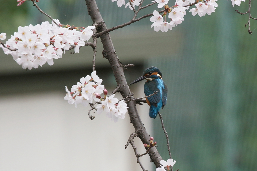 桜カワセミ