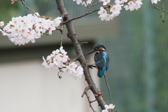 桜カワセミ