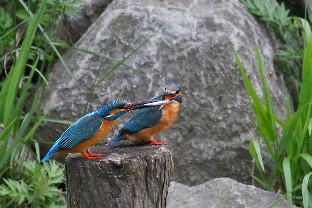 しかたないわね