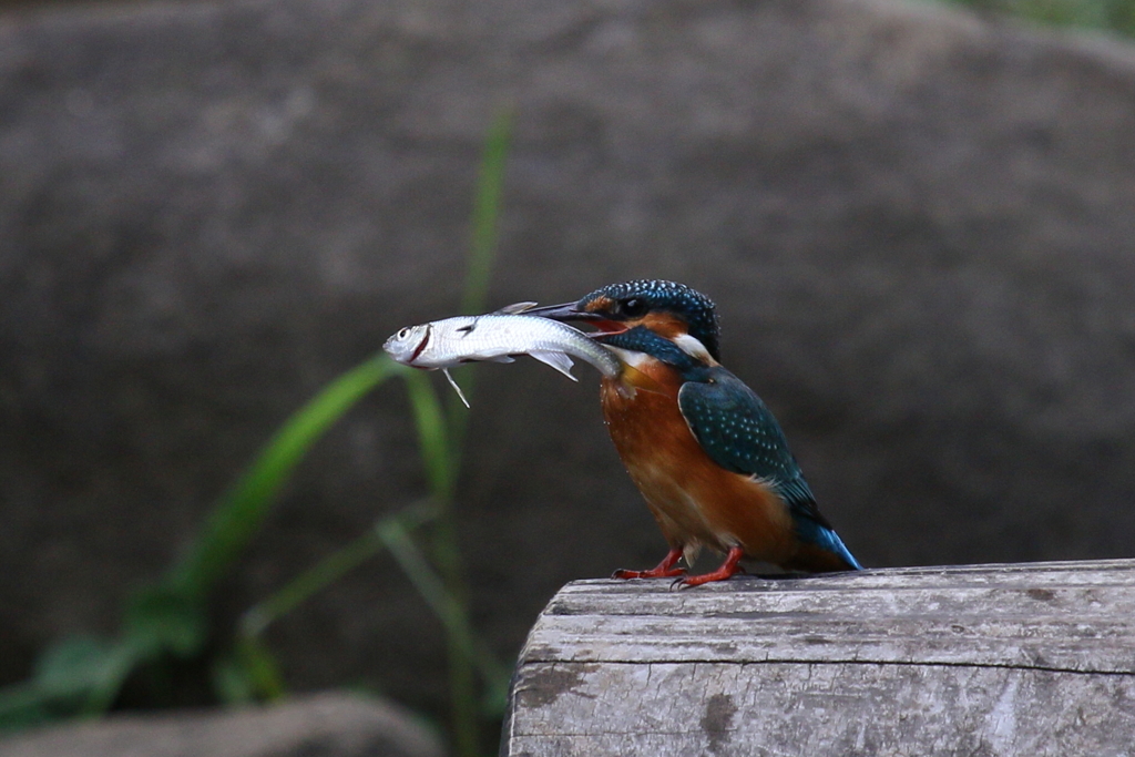 大きいの捕れたでしょ