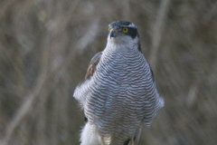 オオタカさん２