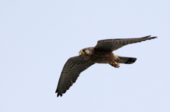 とちゃん狩りに行く２