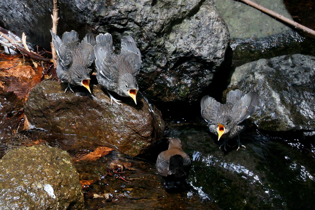 祝　カワガラスちびっこ達