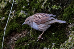 カヤクグリさん