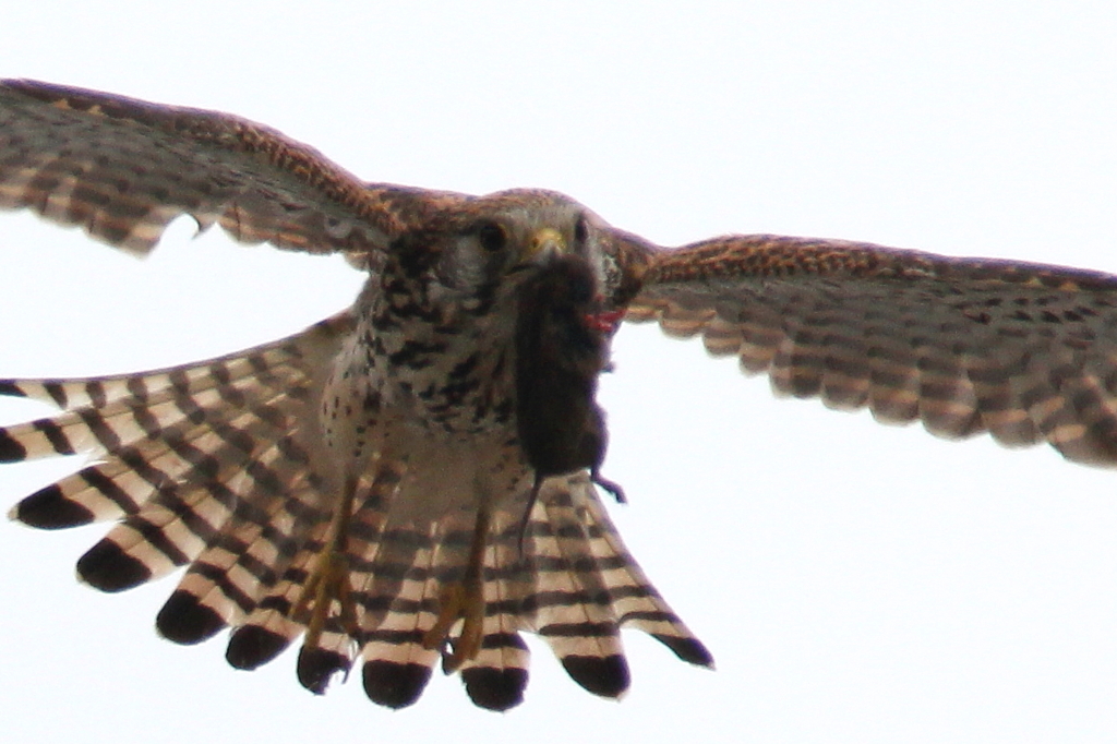 チュウぶらりん