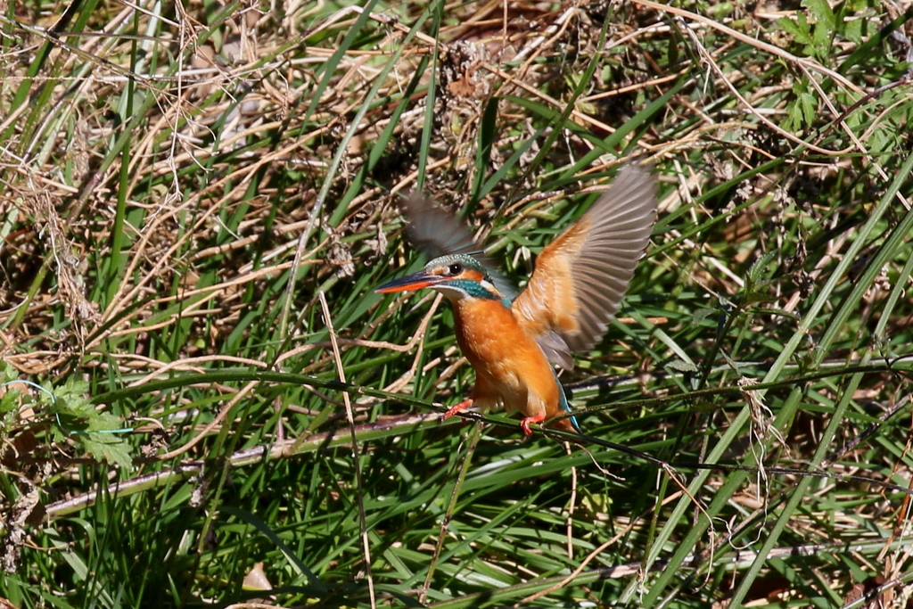 今日のカワ子ちゃん