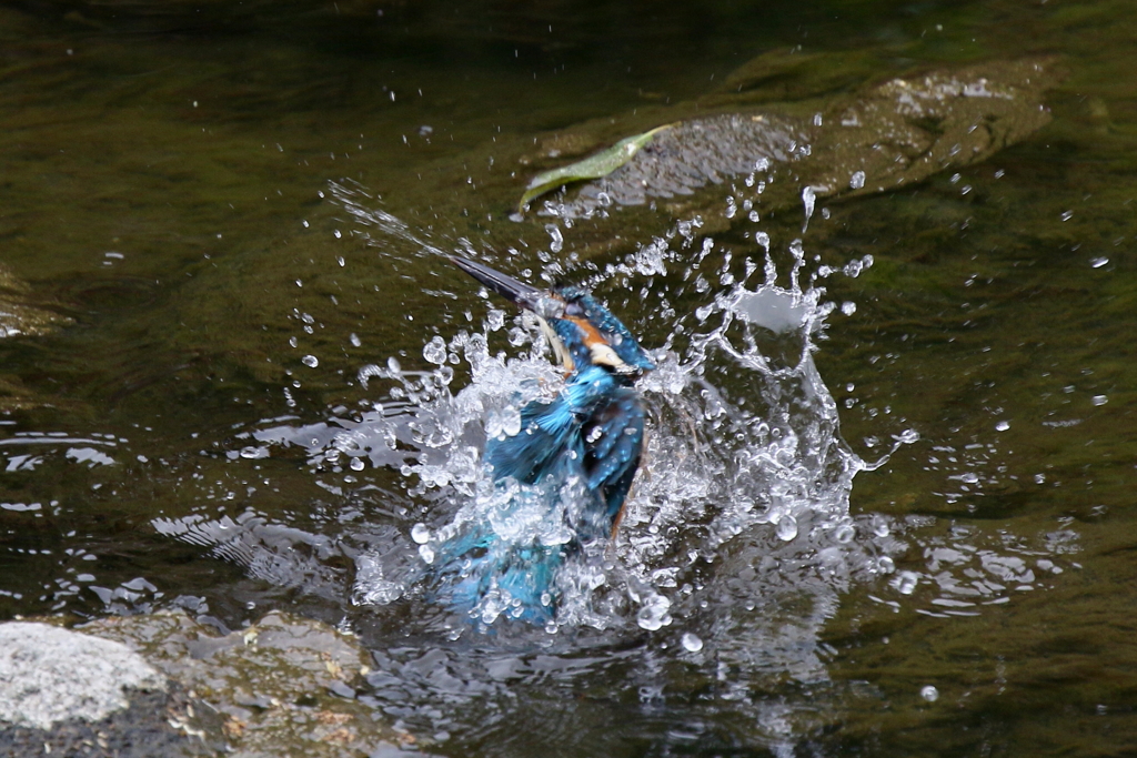 今日のカワ男君