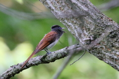 サンコウチョウさん