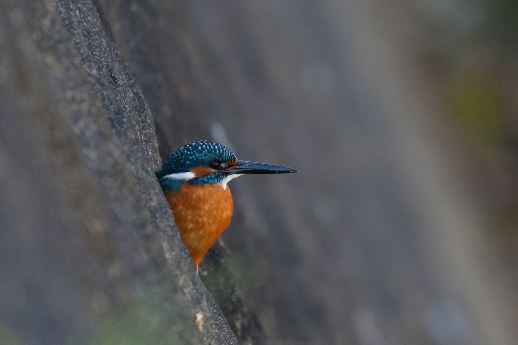 コンクリート好きですか？